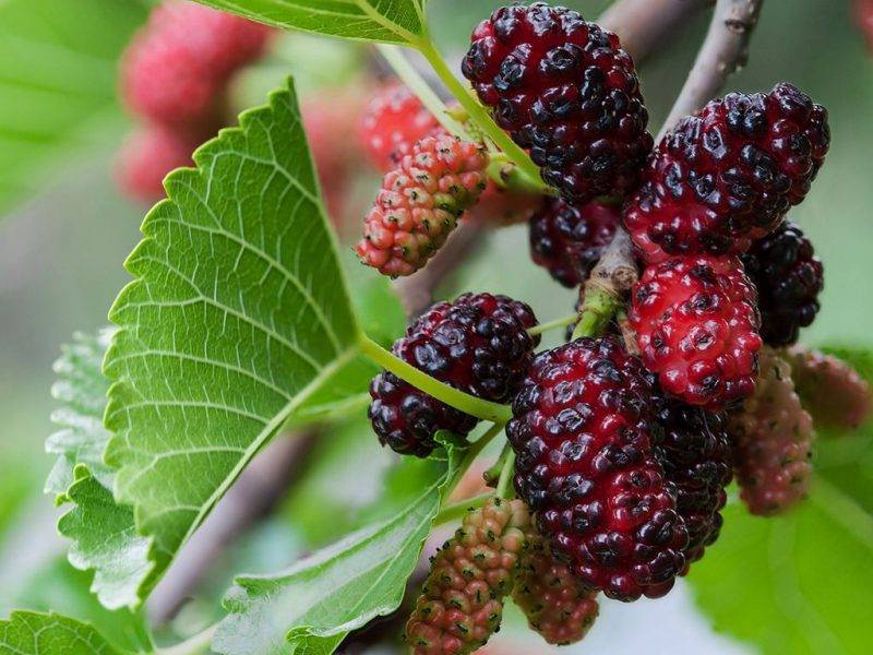 Шелковица купить саженцы из питомнике в Смоленске