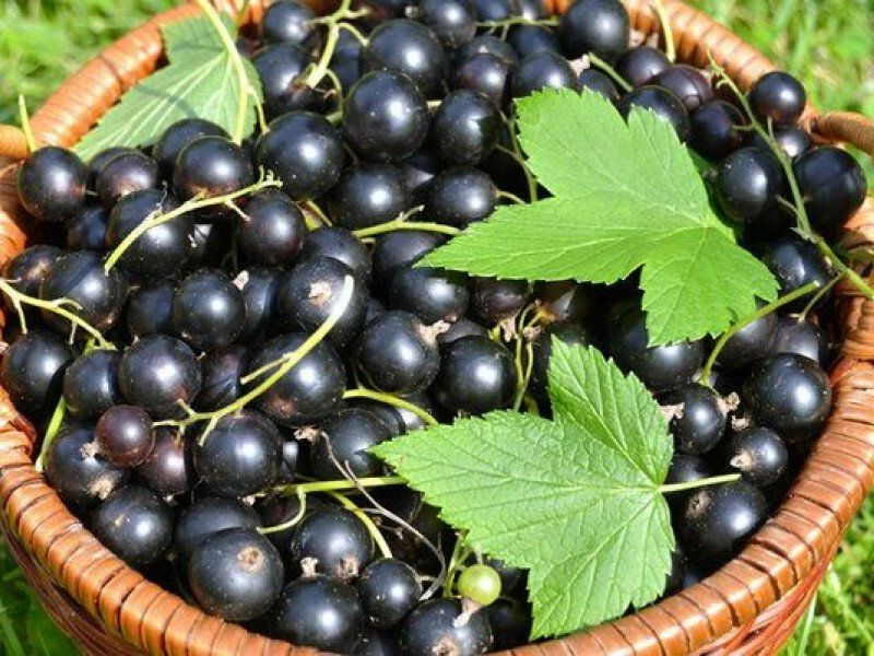Смородина купить саженцы из питомника в Смоленске