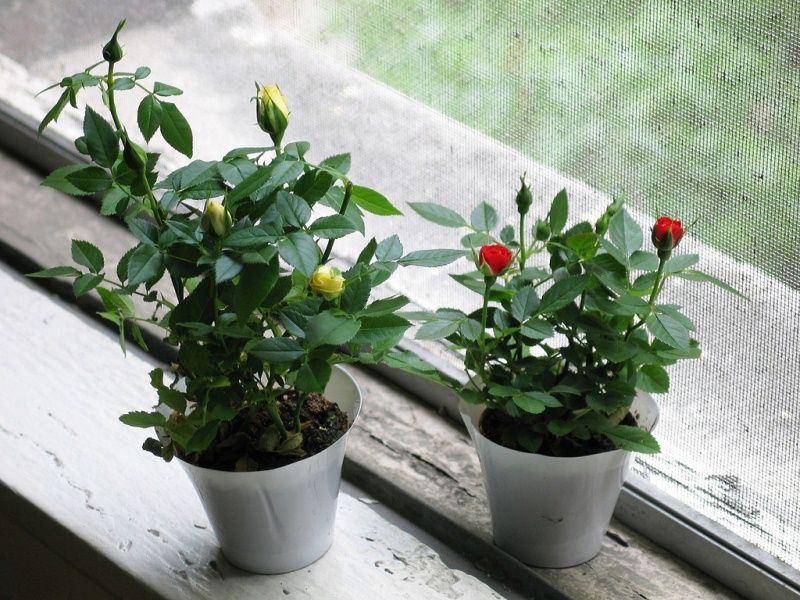 Комнатные растения купить саженцы из питомника в Смоленске