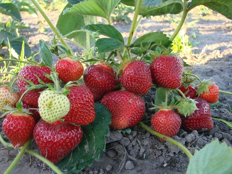 Клубника купить саженцы из питомника в Смоленске