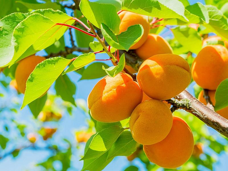 Абрикос купить саженцы из питомнике в Смоленске