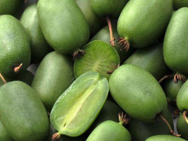 Актинидия купить саженцы из питомнике в Смоленске