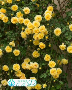Роза "ГОЛДШТЕРН"