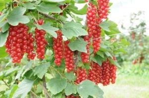 Смородина "САХАРНАЯ"
