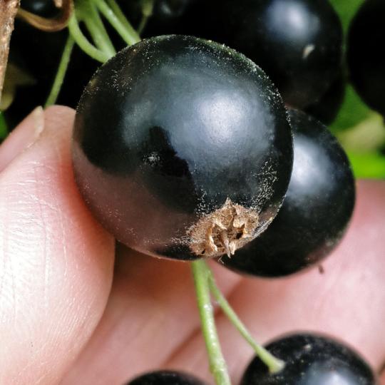Смородина "ВЕНЕРА"