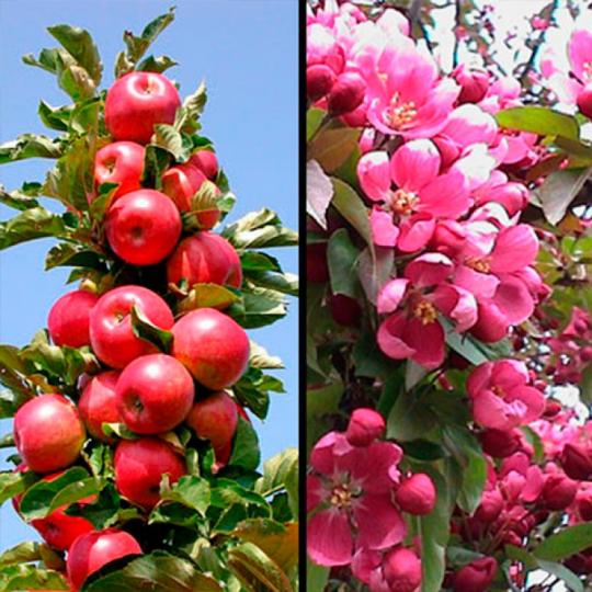 Яблоня колоновидная "ГРАНАТОВЫЙ БРАСЛЕТ"